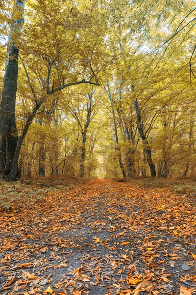 Tät Skog Mitt Hösten — Stockfoto