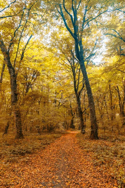 Forêt Dense Milieu Automne — Photo