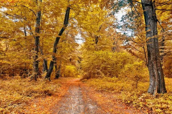 Dense forest in the middle of autumn