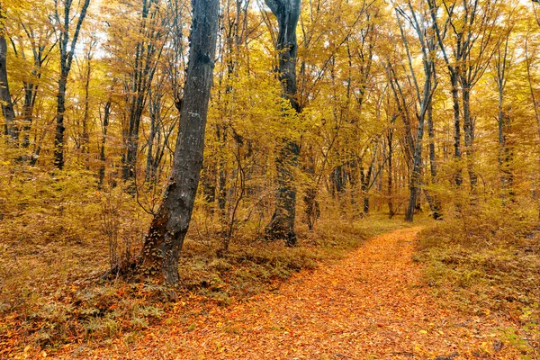 Tät Skog Mitt Hösten — Stockfoto