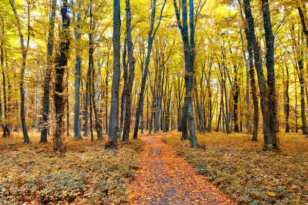 Dense forest in the middle of autumn