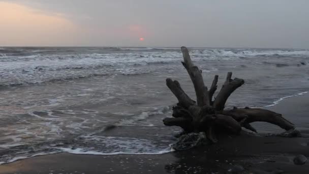 Ντρίφτγουντ Ξαπλωμένο Στην Παραλία Θυελλώδη Καιρό — Αρχείο Βίντεο