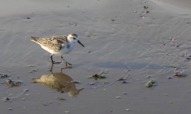 Calidris Alba sahilde yiyecek arıyor.