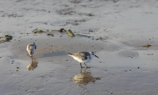 Calidris Alba Recherche Nourriture Sur Plage — Photo