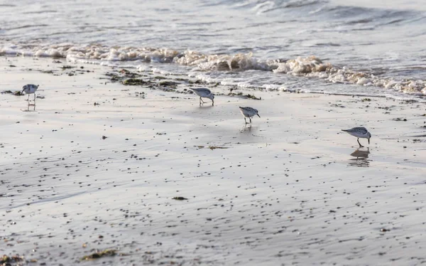 Calidris Alba Recherche Nourriture Sur Plage — Photo