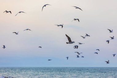 Denizin üzerinde bir martı sürüsü ve karabatak.