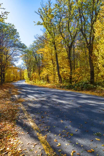 Bergsväg Genom Höstskogen — Stockfoto