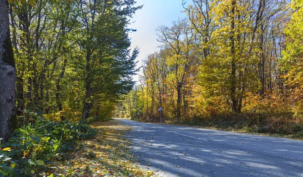 Route Montagne Travers Forêt Automne — Photo