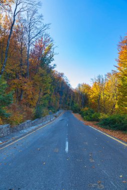 Sonbahar ormanlarında dağ yolu