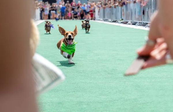 Wiener Dachshund Dog Race in Summer