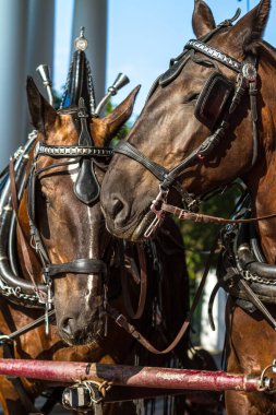 İki At Başa Dokunur Tatlı bir şekilde.