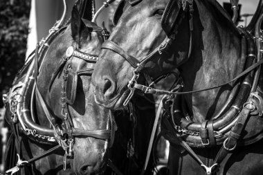 İki At Başa Dokunur Tatlı bir şekilde.