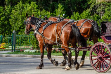 Mackinac Adası, MI 'da İki At Arabasını Aşağı Çekiyor.