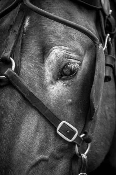 Foto Eines Pferdes Auge Und Kopf Mit Geschirr Auf — Stockfoto