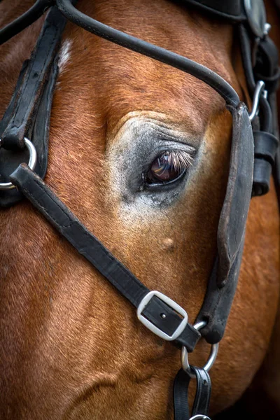 Foto Eines Pferdes Auge Und Kopf Mit Geschirr Auf — Stockfoto