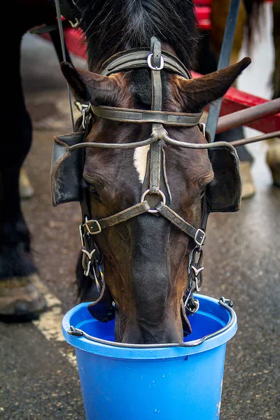 Pferd Trinkt Wasser Aus Blauem Eimer — Stockfoto