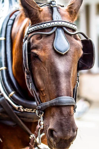 Portrait of Beautiful Brown Horse Head in Harness.