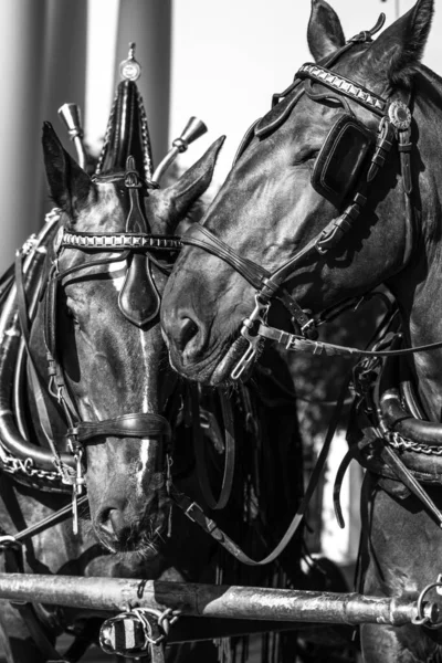 Dois Cavalos Tocando Cabeças Forma Doce — Fotografia de Stock