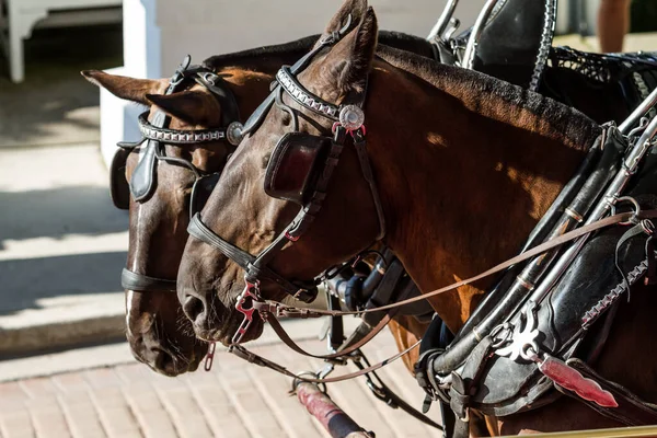 Zwei Braune Pferde Warten Auf Passagiere Nahaufnahme Porträt Von Köpfen — Stockfoto