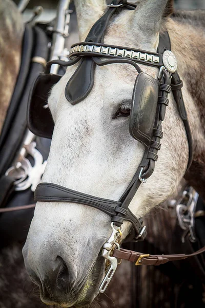 Weißbraun Geflecktes Pferd Zieht Wagen — Stockfoto