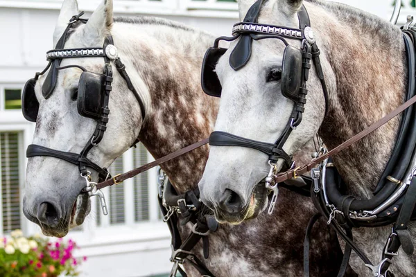 二つの白い茶色の斑点のある馬がワゴンを引く — ストック写真