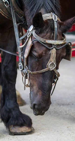 Nahaufnahme Von Brown Und Black Horse Head Die Nach Unten — Stockfoto