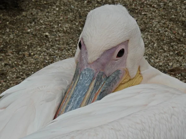 Pelikaan detail — Stockfoto