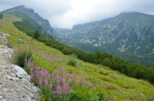 Nature in the High Tatras — Stock Photo, Image