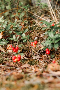 Ormanda yabani yaban mersini - yaz meyvesi toplama