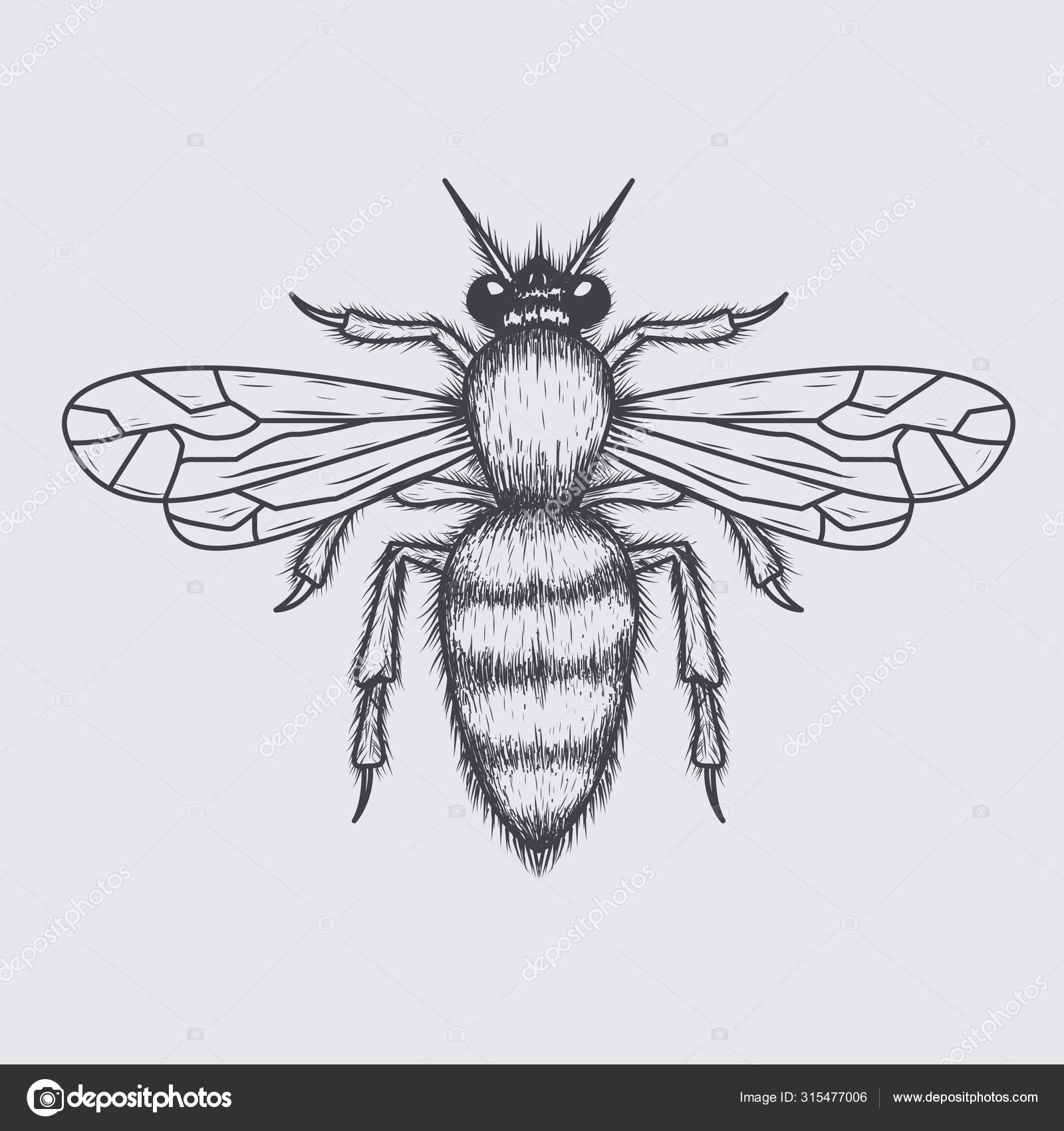 Bee drawings  How to draw a bee  Pencil drawings 