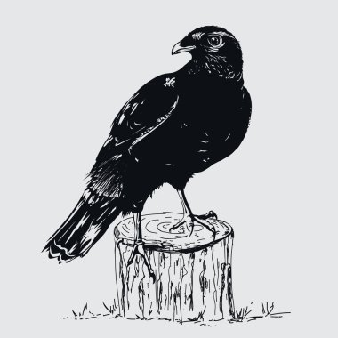 Kara Karga çizim çizimi çizer