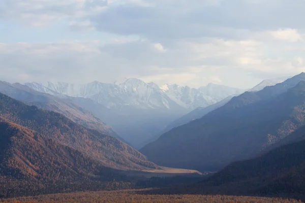 Dağlarda Inekler Altai Uymon Vadisi — Stok fotoğraf