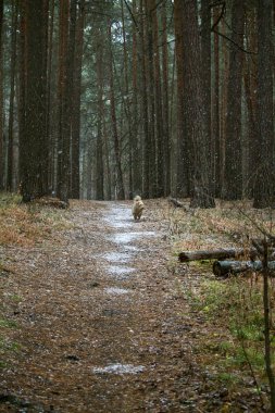 Ormanda bir köpek