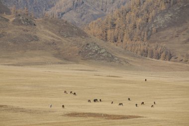 Dağlık çayırlarda atlar