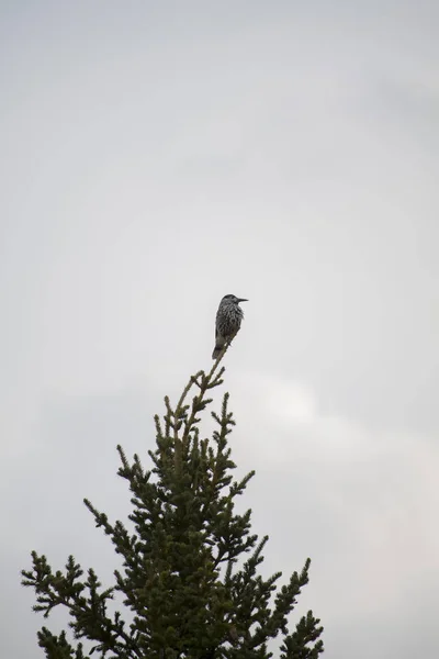 Bird Tree — Stock Photo, Image