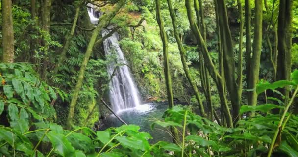 Cachoeira Salto Prego Perdida Floresta Tropical Ilha São Miguel Açores — Vídeo de Stock