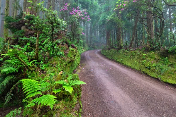Malerische Unbefestigte Straße Regenwald Der Umgebung Von Lagoa Das Empadadas — Stockfoto