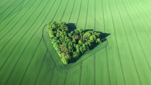 Pemandangan Udara Dari Hutan Kecil Berbentuk Hati Dikelilingi Oleh Ladang — Stok Video