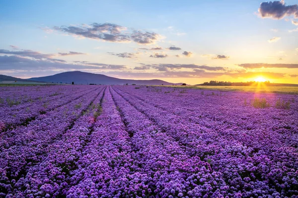 Paisaje Rural Con Campo Ajo Púrpura Flor Atardecer Monte Sleza — Foto de Stock