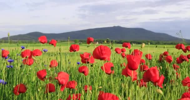 Las Flores Amapola Balancean Viento Con Monte Sleza Sobre Fondo — Vídeos de Stock