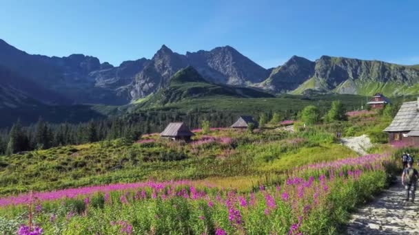 Bloeiende Chamaenerion Gasienicowa Valley Tatra Mountains Polen — Stockvideo