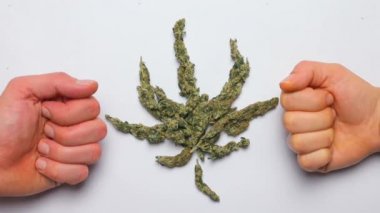 Tıbbi kenevirden yapılmış marihuana yaprağı. Yakın eller gibi görünün.