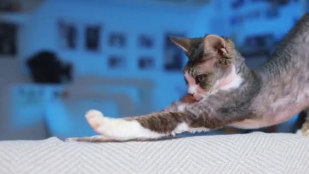 Primer plano de un gato que extiende sus patas — Vídeo de stock