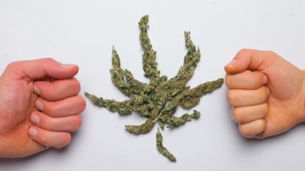 Marijuana leaf made of medical cannabis. Nearby hands show like. — Stock Video