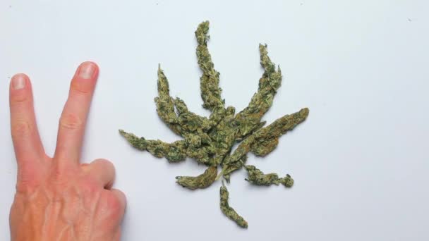 Simbolo di foglia di marijuana fatto di cannabis. Le mani hippie mostrano la pace . — Video Stock