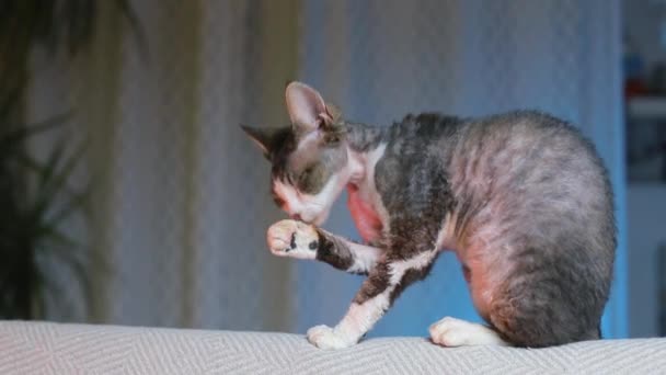 El gato está sentado, lamiendo sus patas con su lengua — Vídeos de Stock