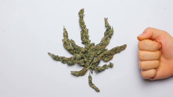 Liść rośliny marihuany z szyszek marihuany medycznej, pokazuje szczekanie i niechęć — Wideo stockowe
