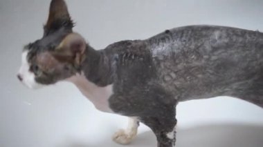 Bir Devon Rex kedisini yıkamak için.