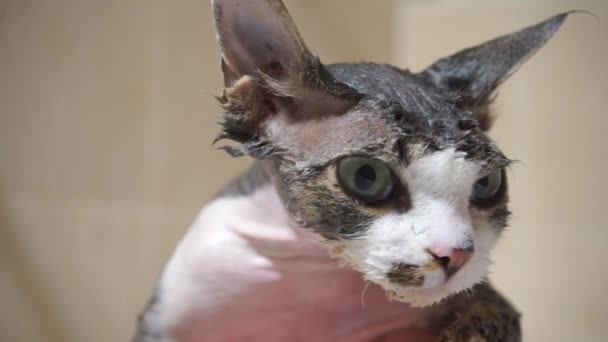 Perto de um focinho molhado de gatos — Vídeo de Stock