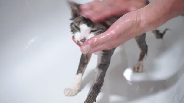 laver le chat dans la salle de bain 
